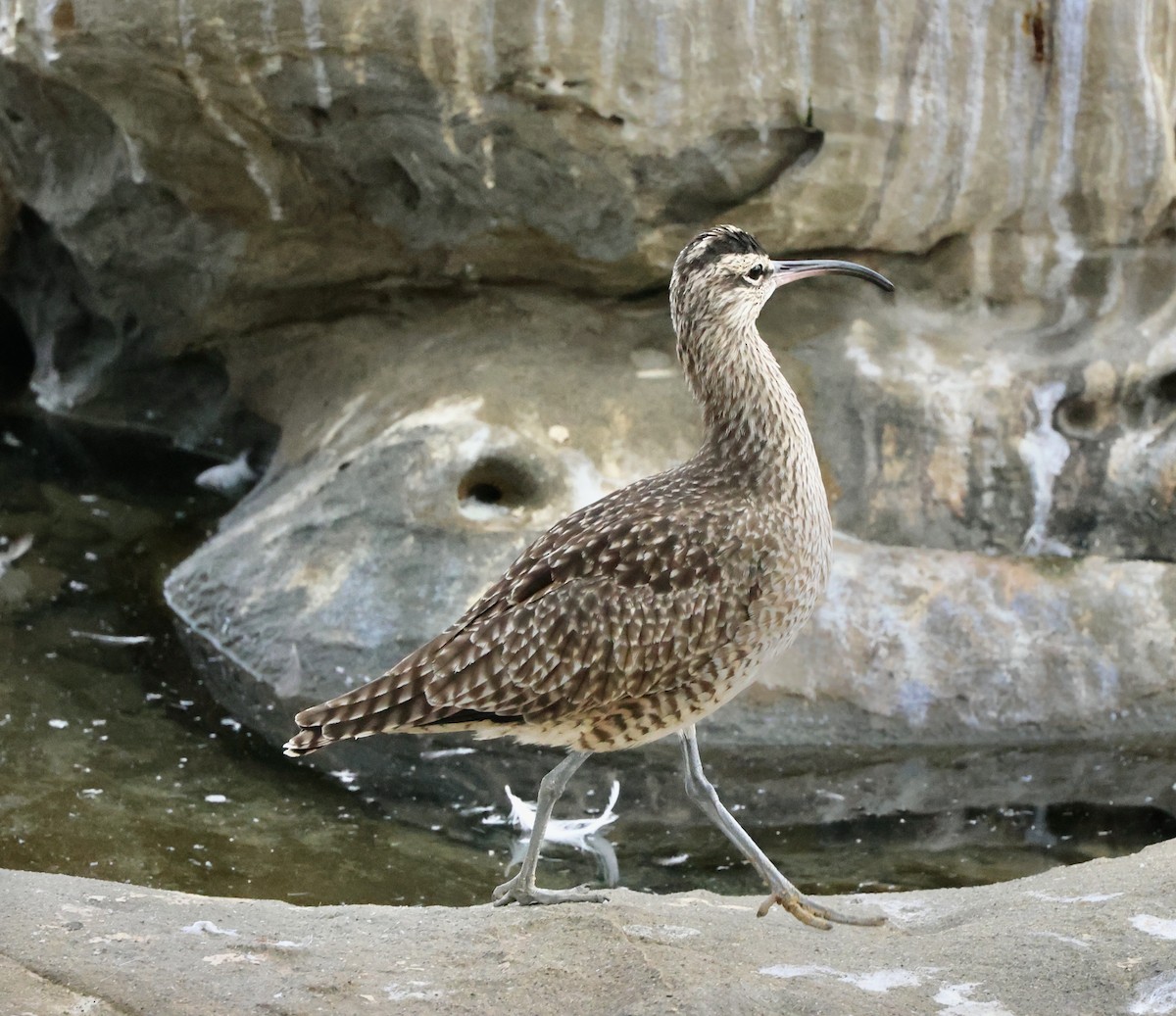 koliha hudsonská - ML644728203