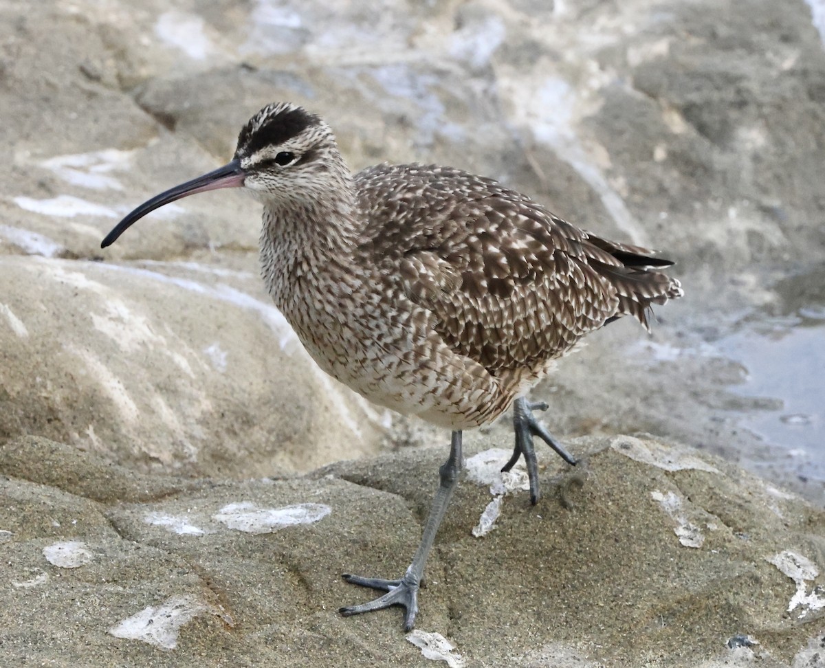 koliha hudsonská - ML644728204