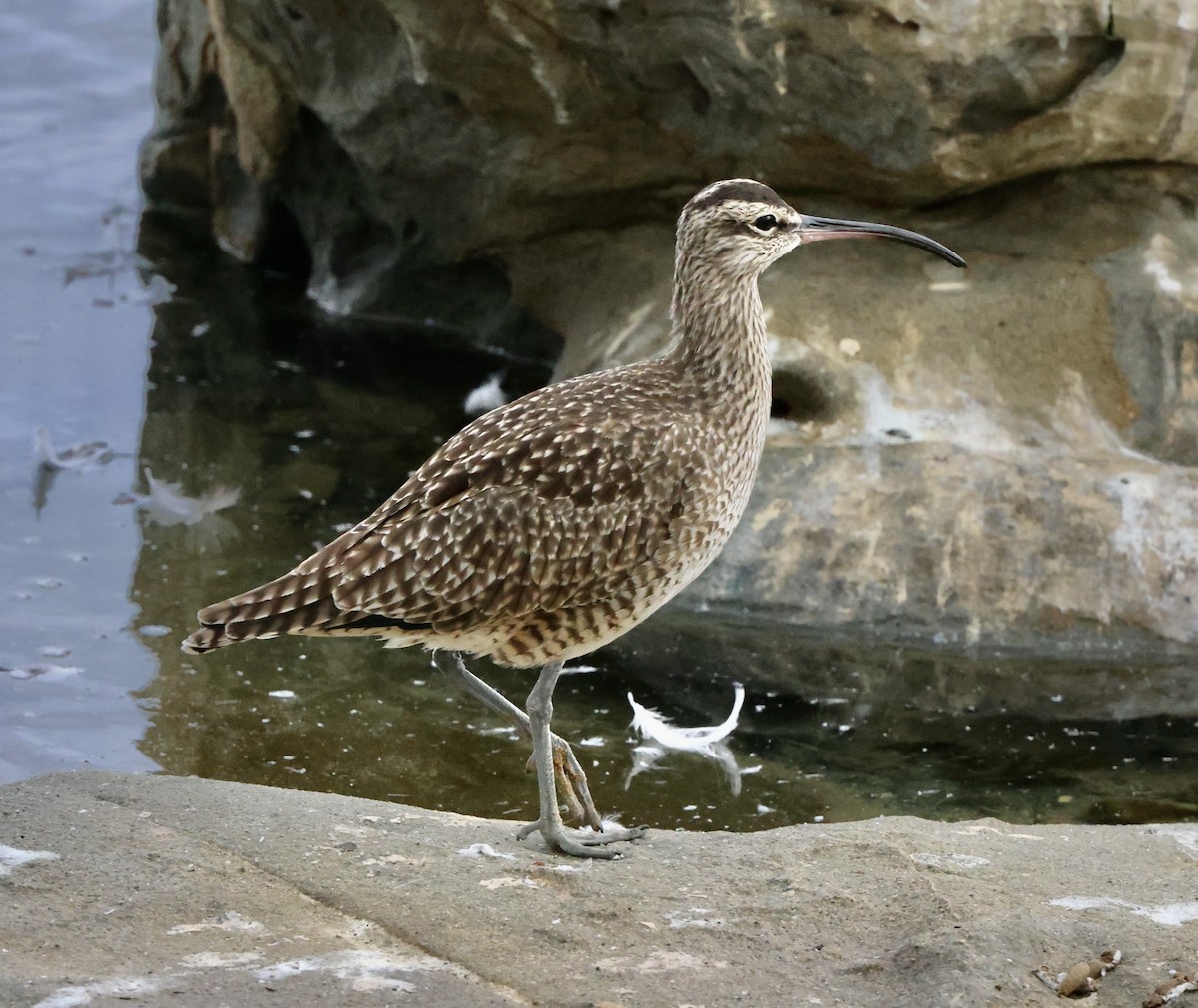 koliha hudsonská - ML644728205