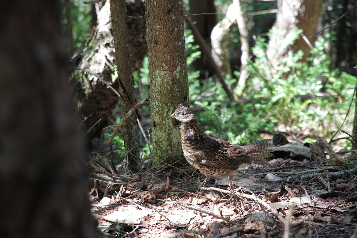 jeřábek kanadský - ML644728207