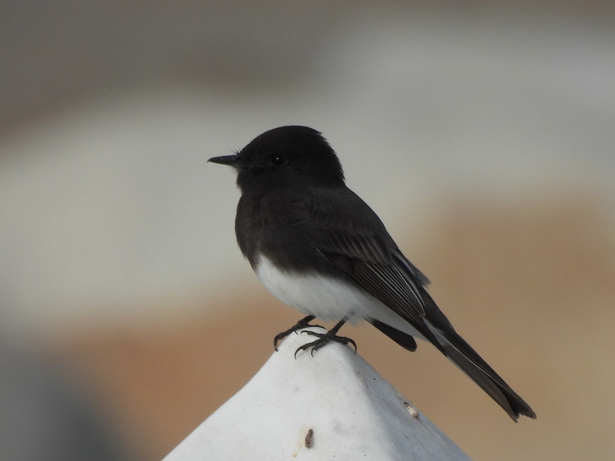 Black Phoebe - ML644728210