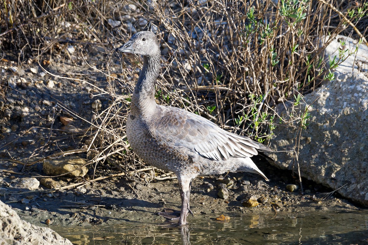 Snow Goose - ML644728211