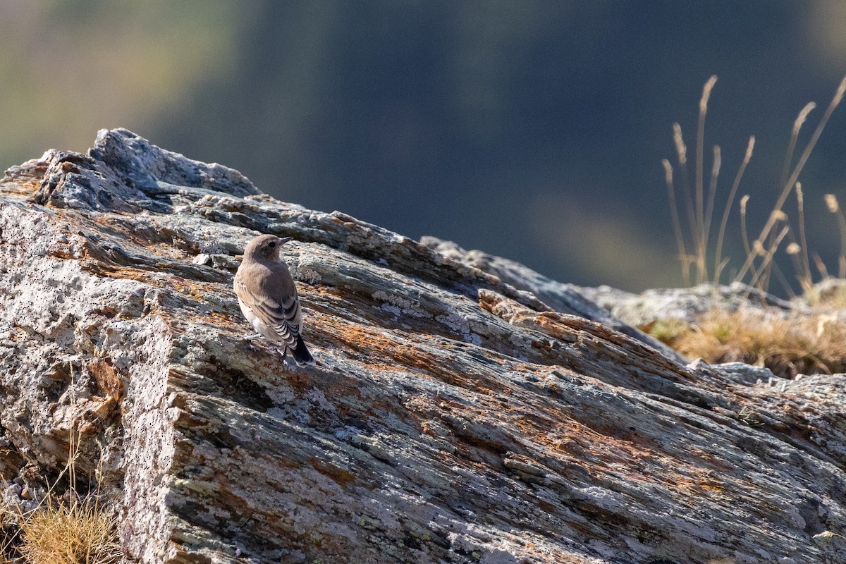 bělořit šedý - ML644728213