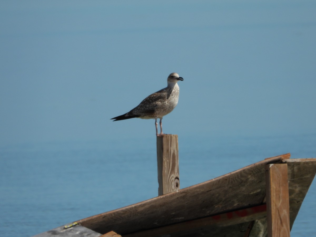 flekksnipe - ML644728214