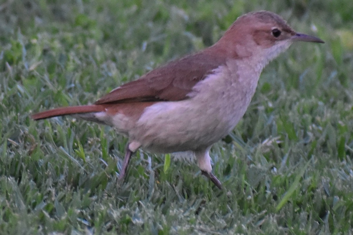 Rufous Hornero - ML644728215