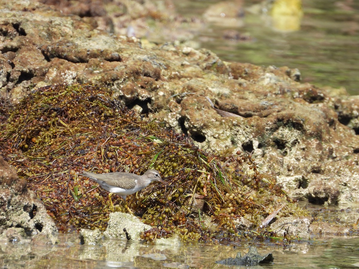 flekksnipe - ML644728216