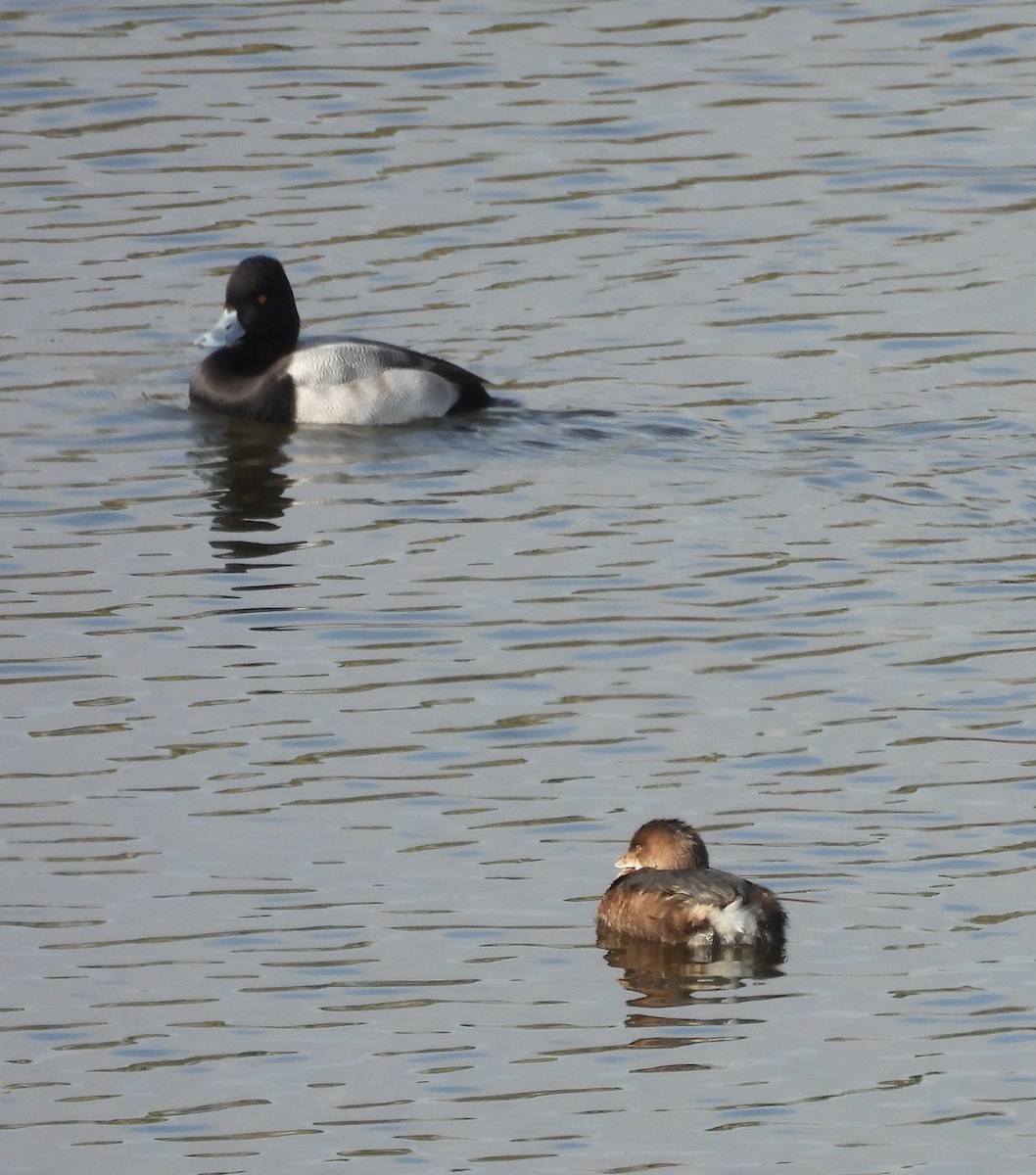 potápka americká - ML644728217