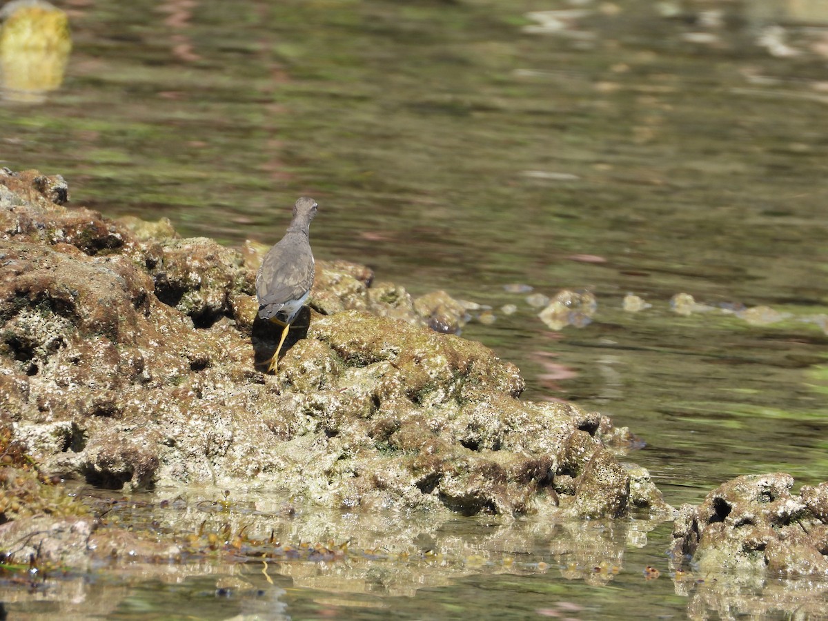 flekksnipe - ML644728218