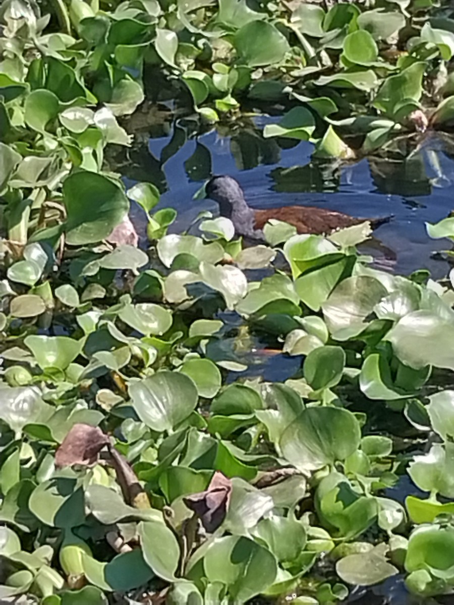 slípka skvrnitoboká - ML644728219