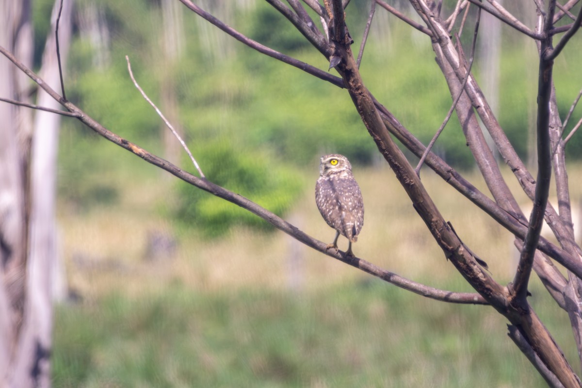 sýček králičí - ML644728220