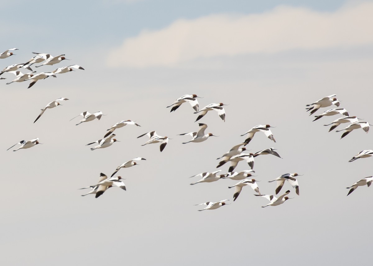 Чоботар австралійський - ML644728224