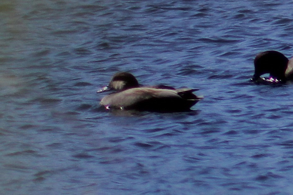 Ánade Friso - ML644728231