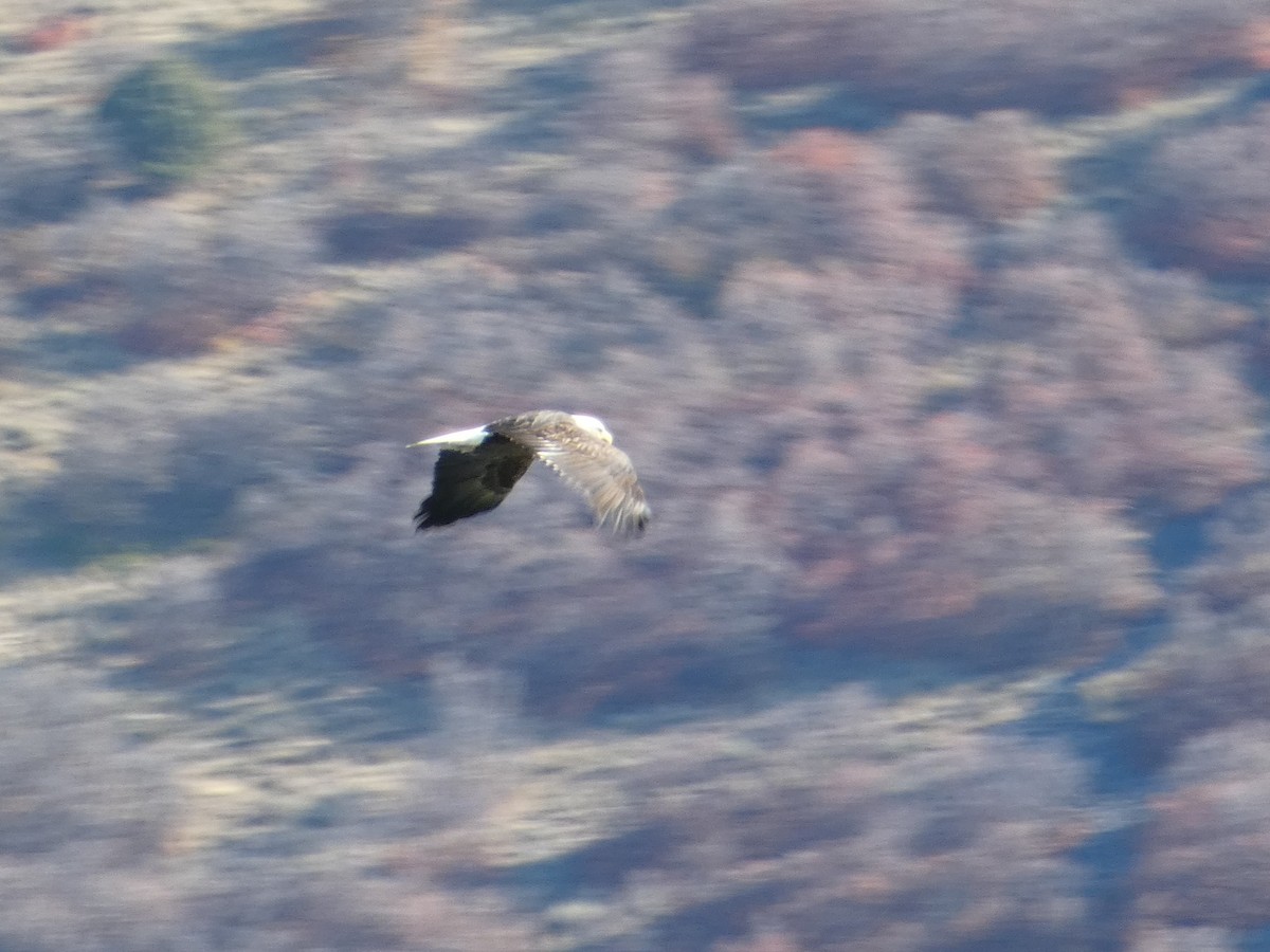 Bald Eagle - ML644728240