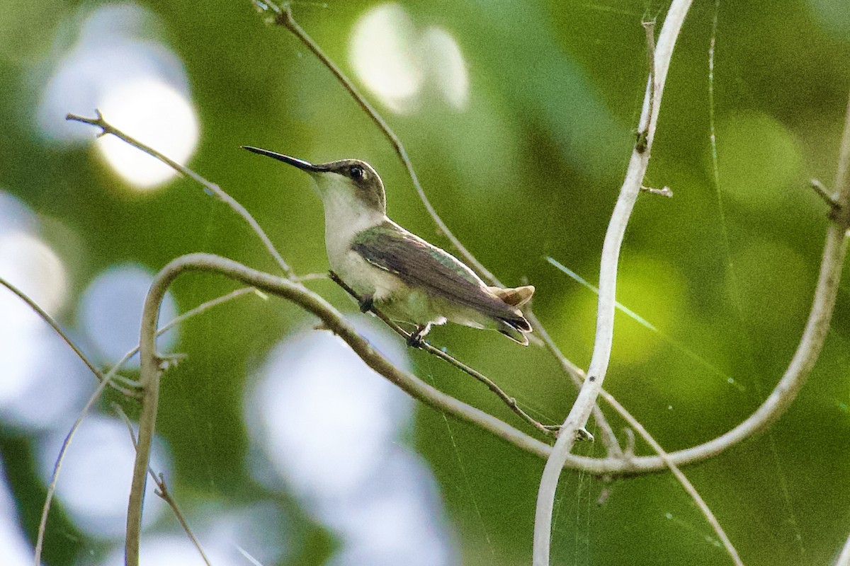 Rubinkehlkolibri - ML644728241