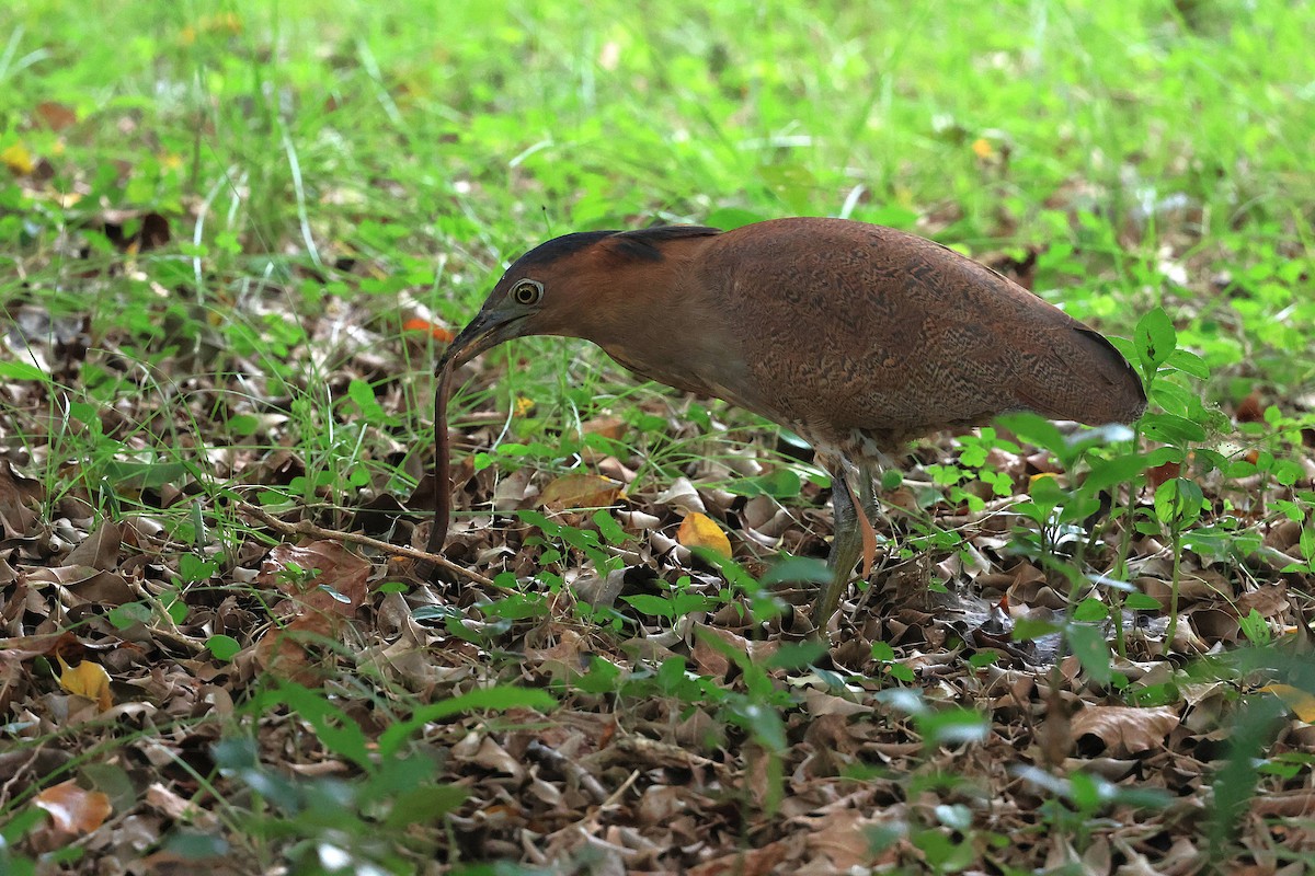 duskdverghegre - ML644728255