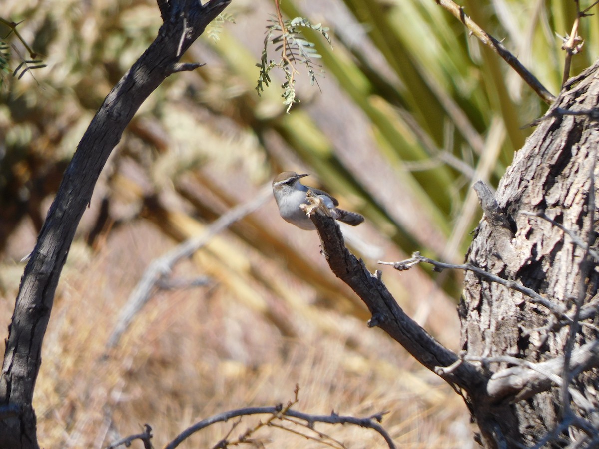 Підбуреник - ML644728260