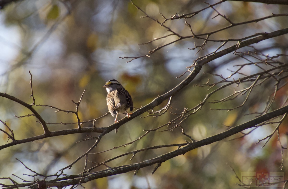 hvitstrupespurv - ML644728261