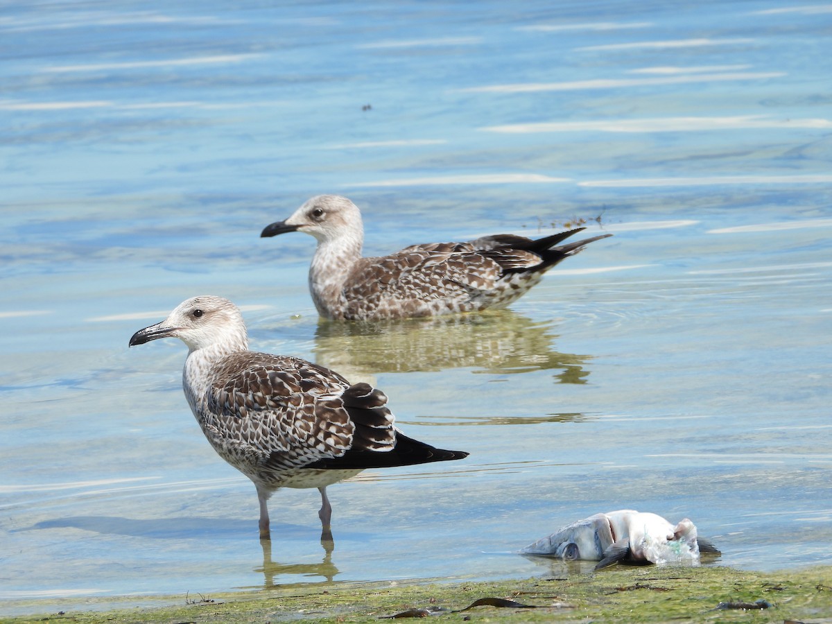 sildemåke - ML644728271