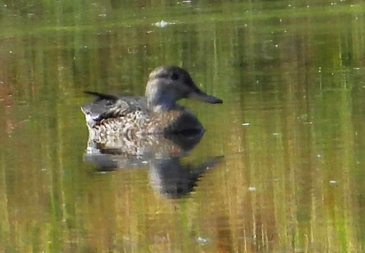 Mestolone - ML644728274