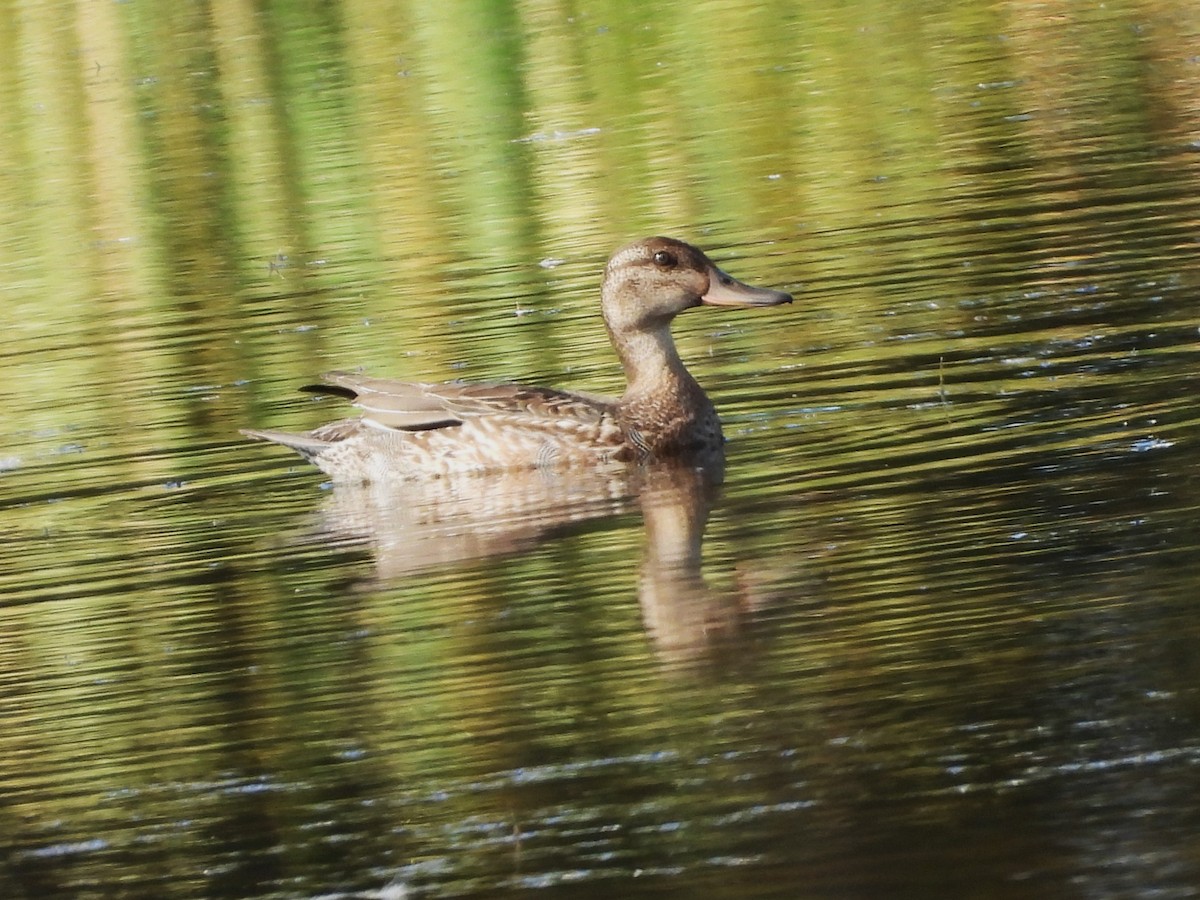 Mestolone - ML644728275