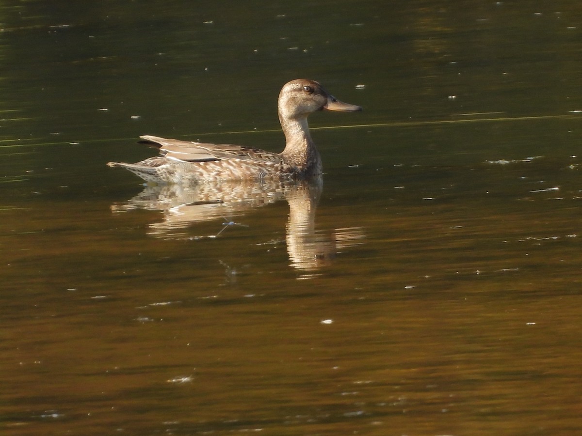 Mestolone - ML644728276