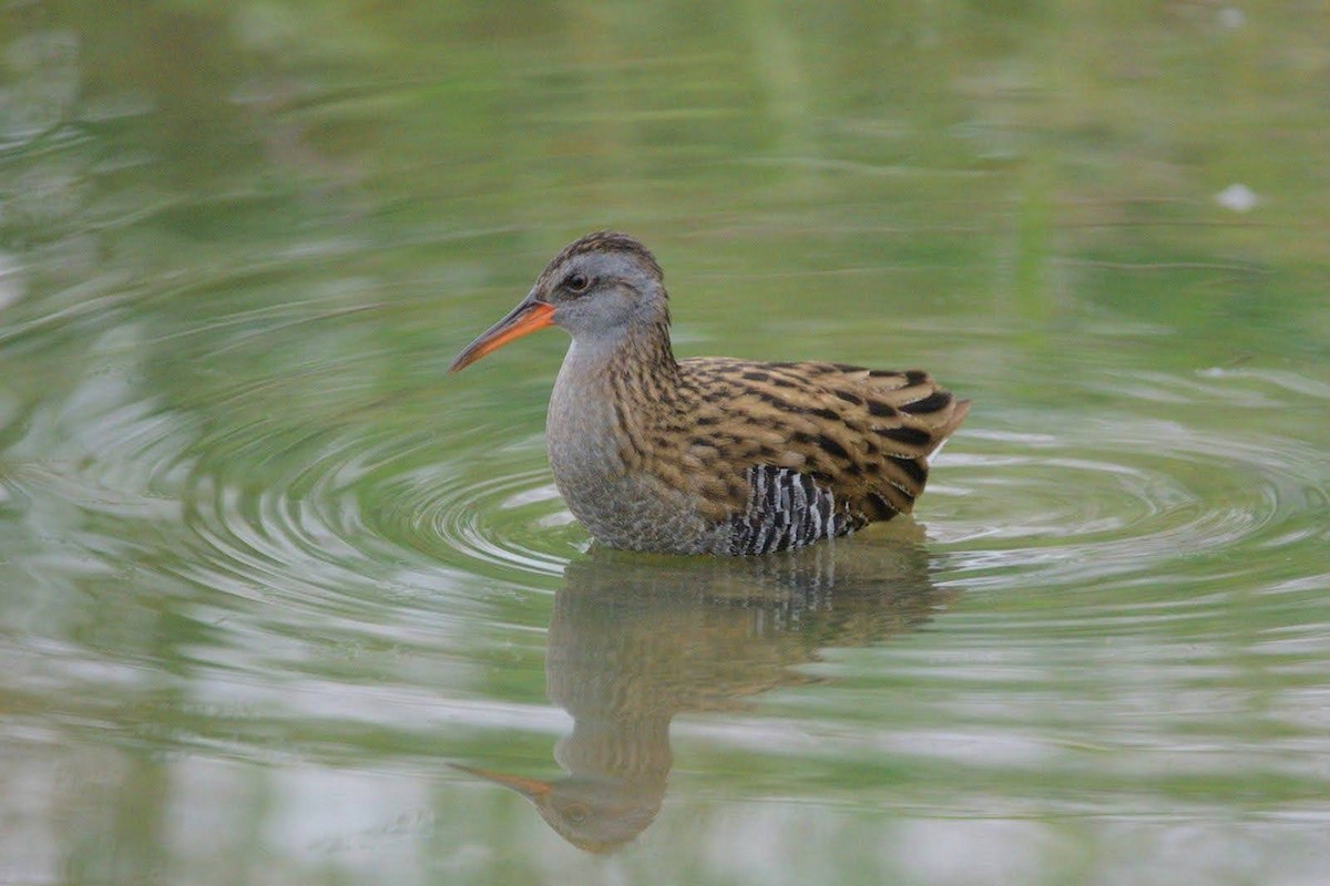 クイナ - ML644728278