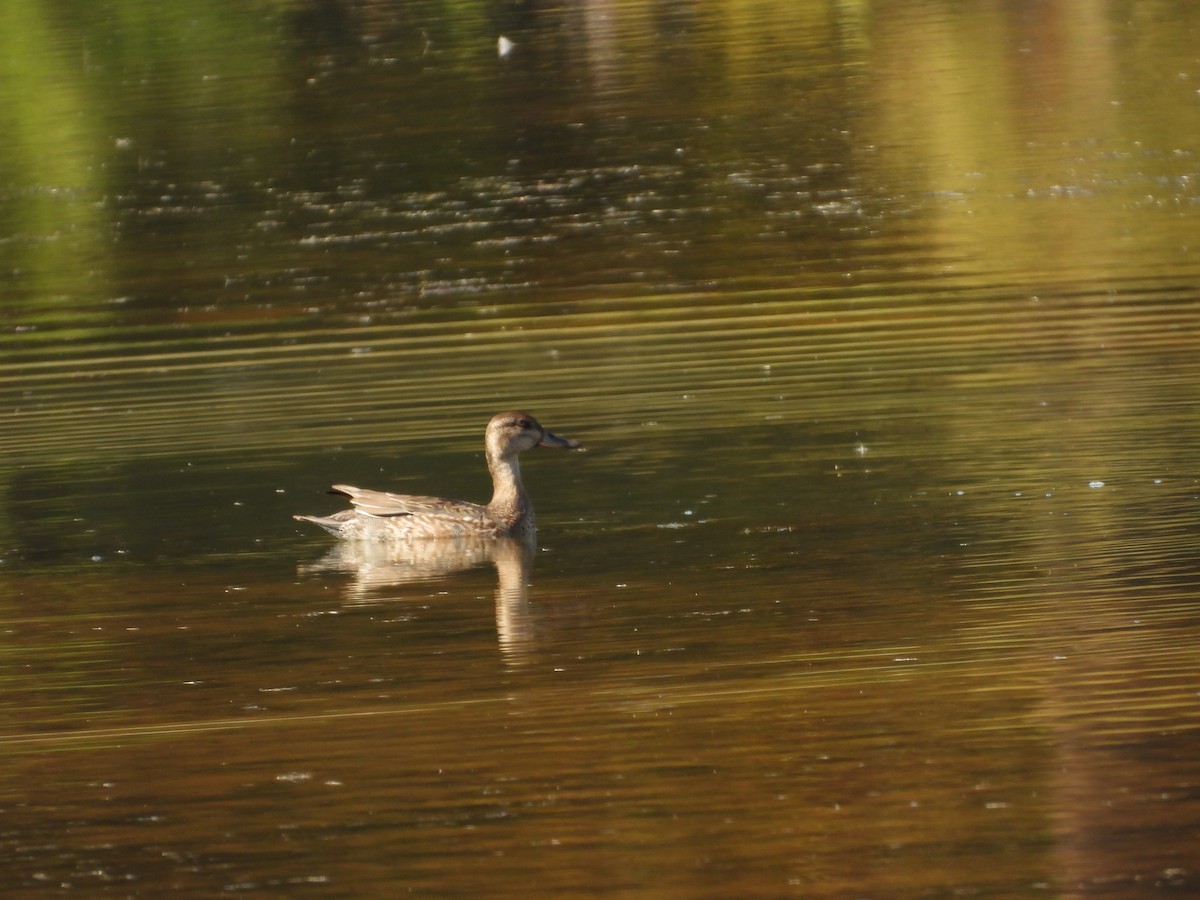 Mestolone - ML644728279