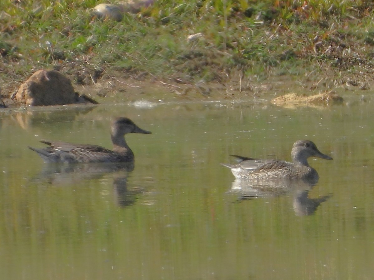 Ánade Friso - ML644728281