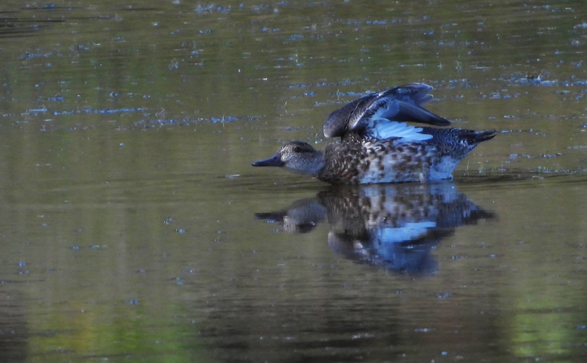 Ánade Friso - ML644728282