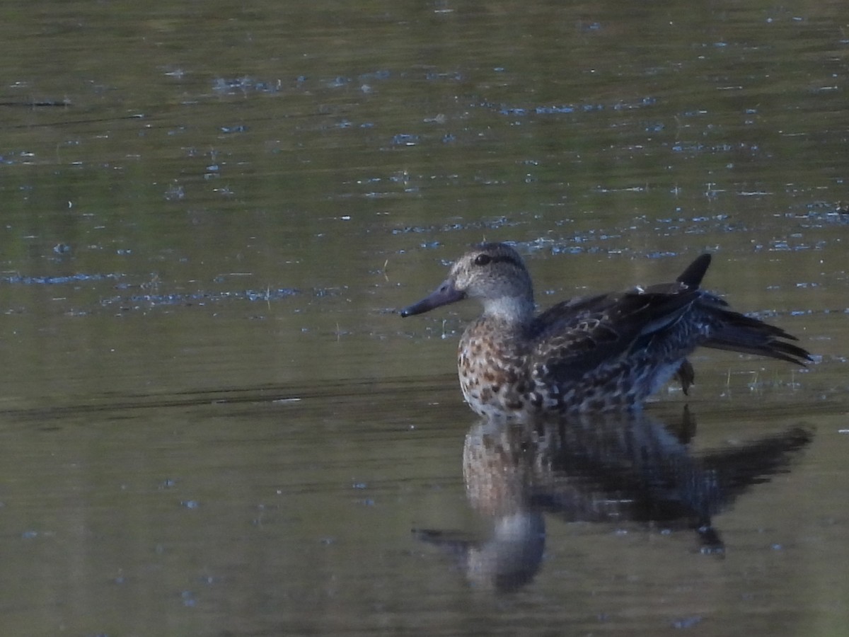 Ánade Friso - ML644728283