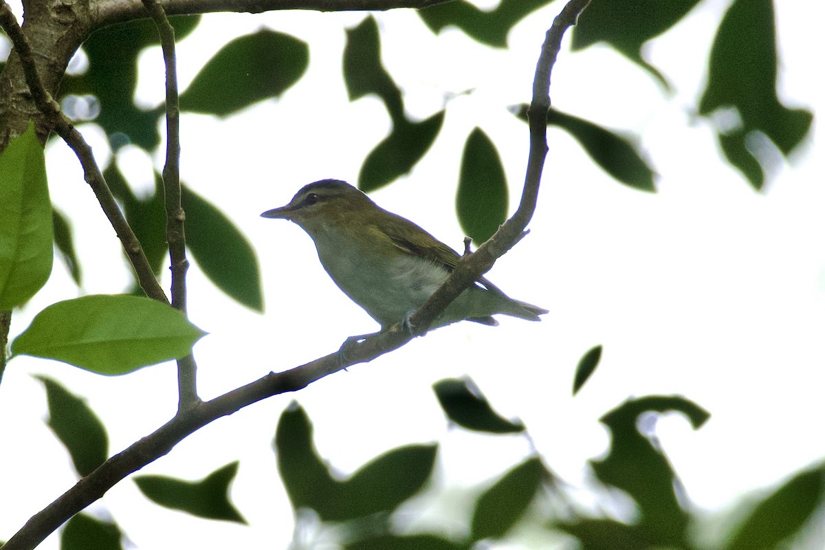 Красноглазый виреон - ML644728286