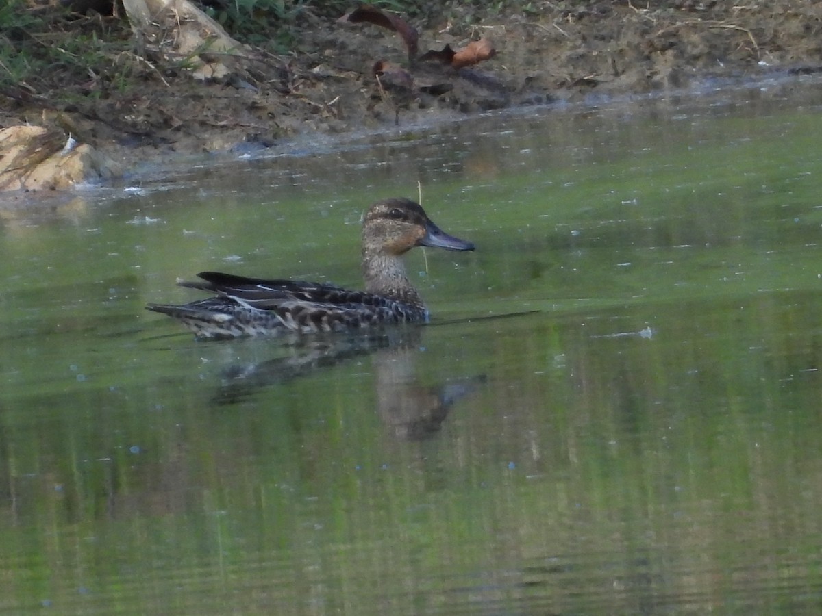 Green-winged Teal - ML644728307