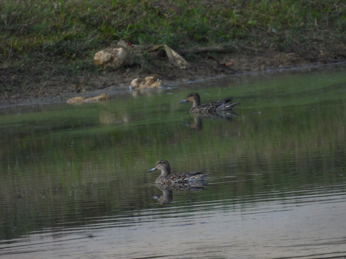 Green-winged Teal - ML644728308