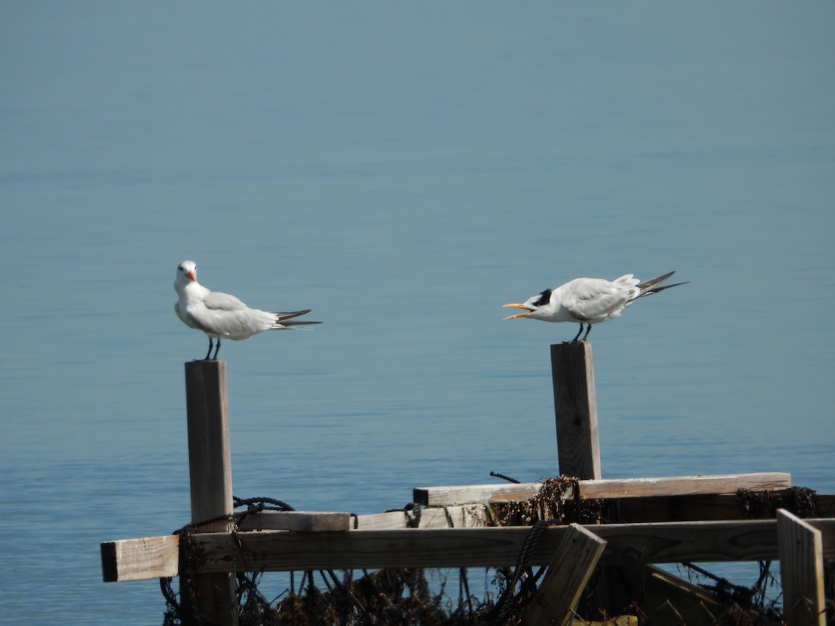 Royal Tern - ML644728312