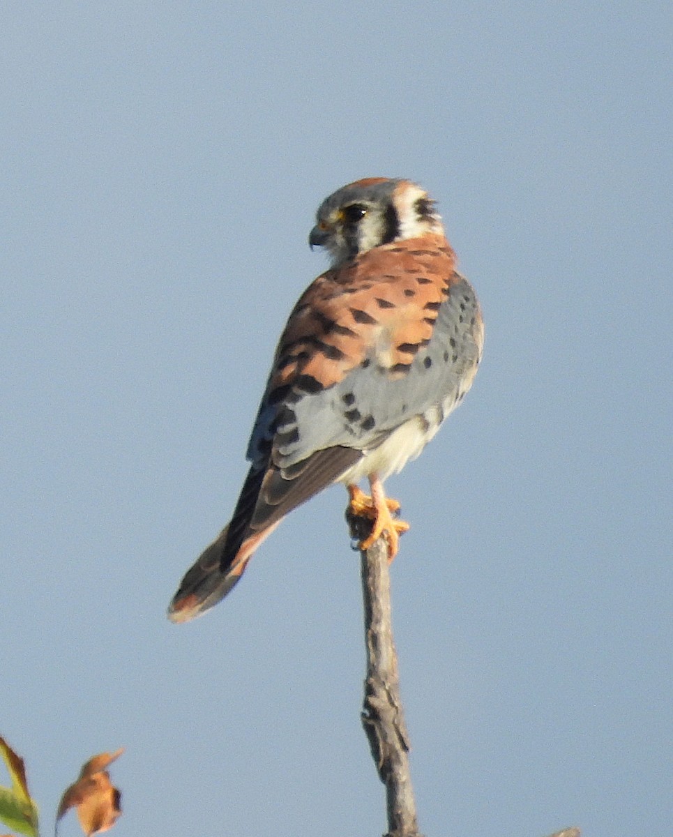 American Kestrel - ML644728315