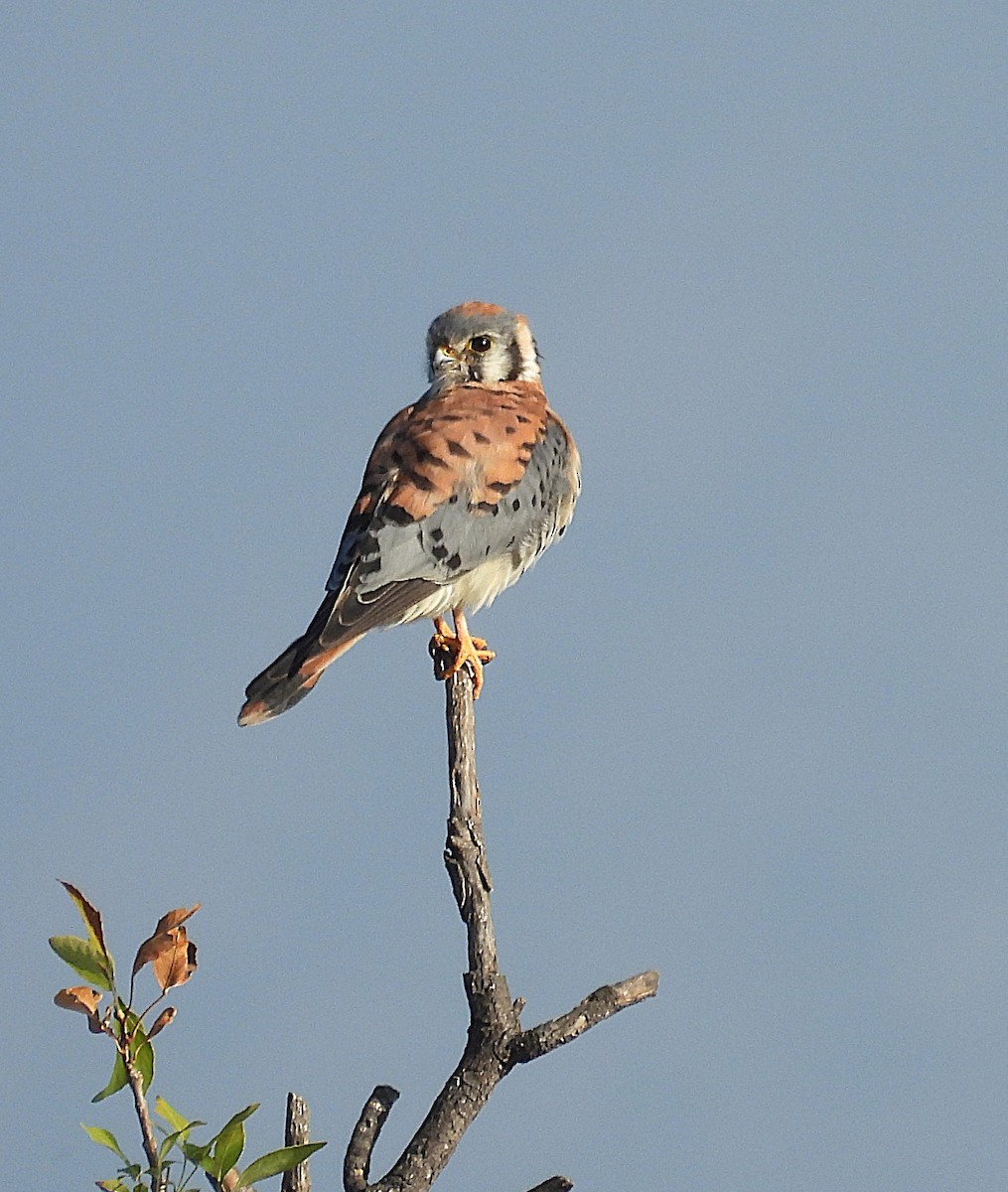 American Kestrel - ML644728316