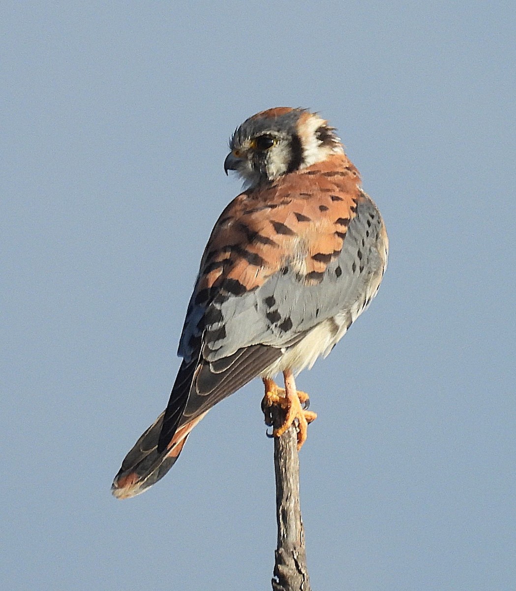 American Kestrel - ML644728317