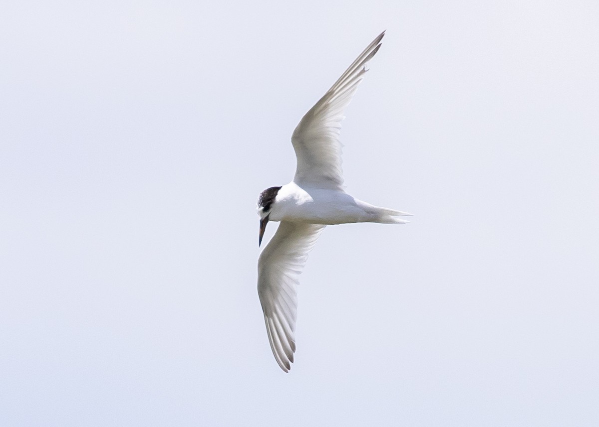 Australian Fairy Tern - ML644728318