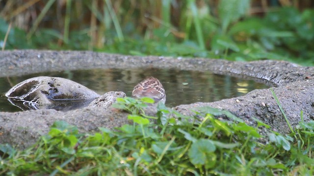 hvitstrupespurv - ML644728319