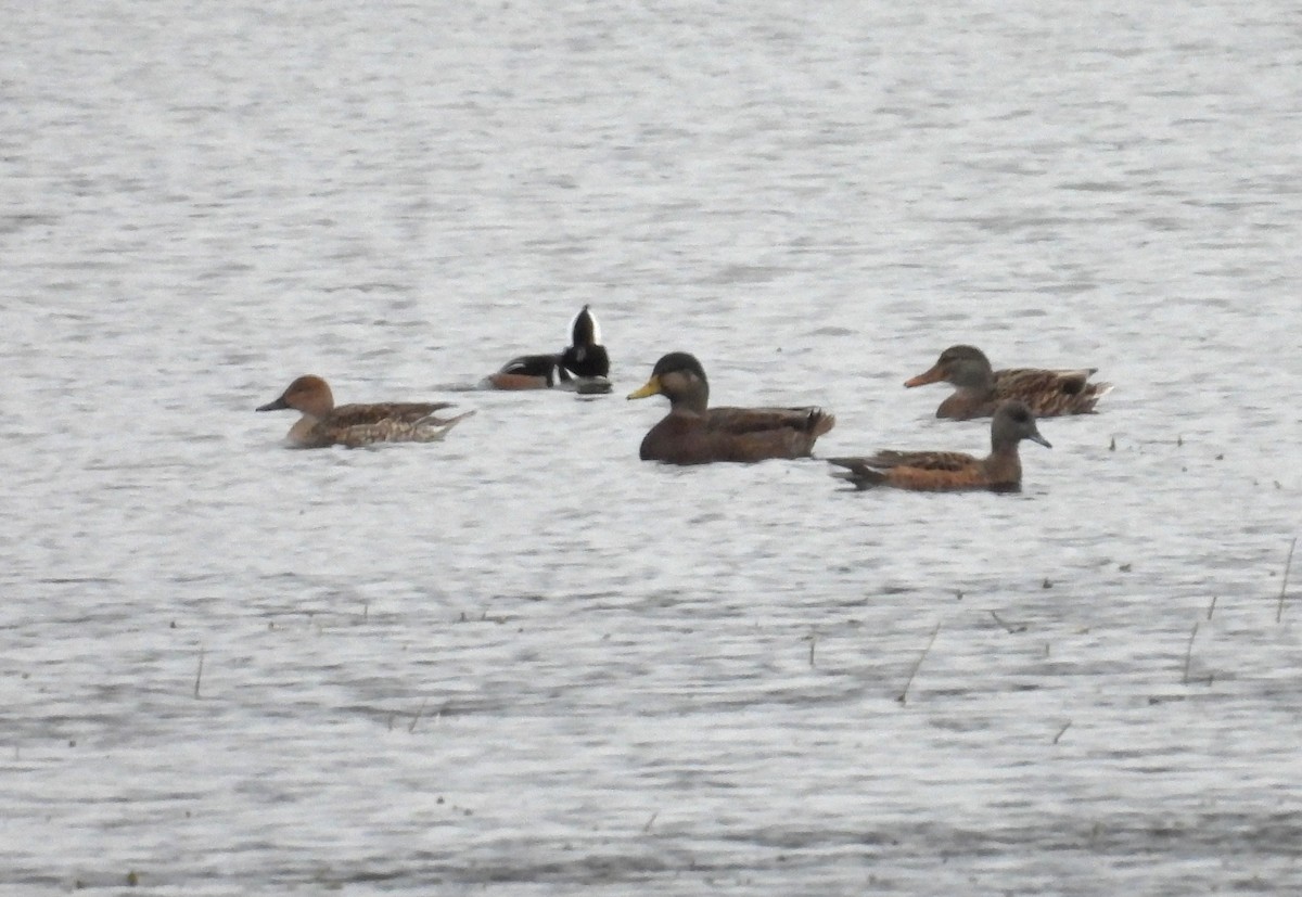 Mallard x American Black Duck (hybrid) - ML644728322