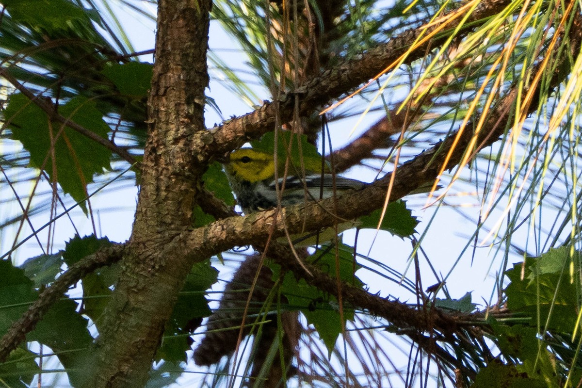 Black-throated Green Warbler - ML644728323