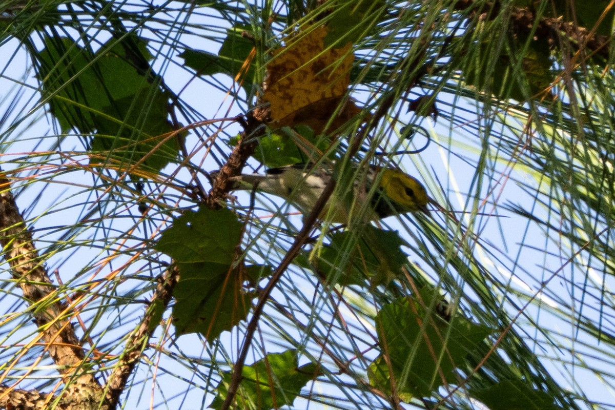 Black-throated Green Warbler - ML644728324