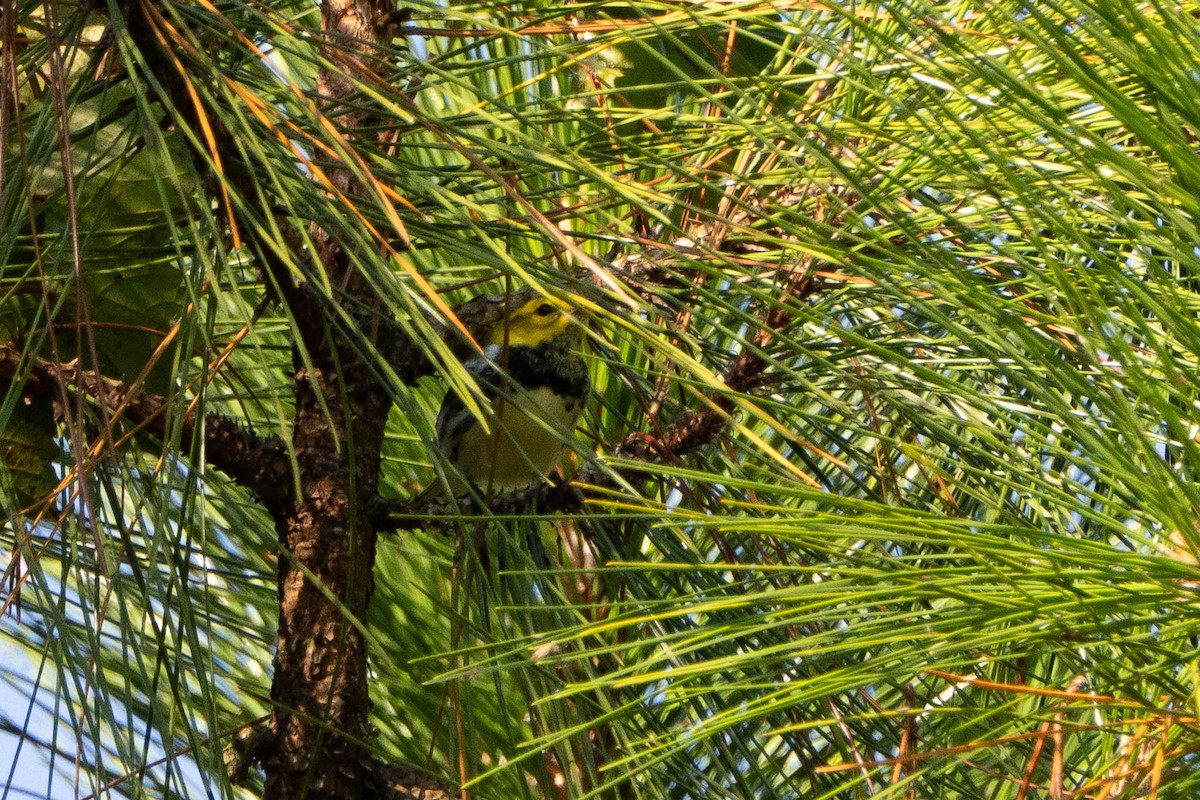 Black-throated Green Warbler - ML644728325