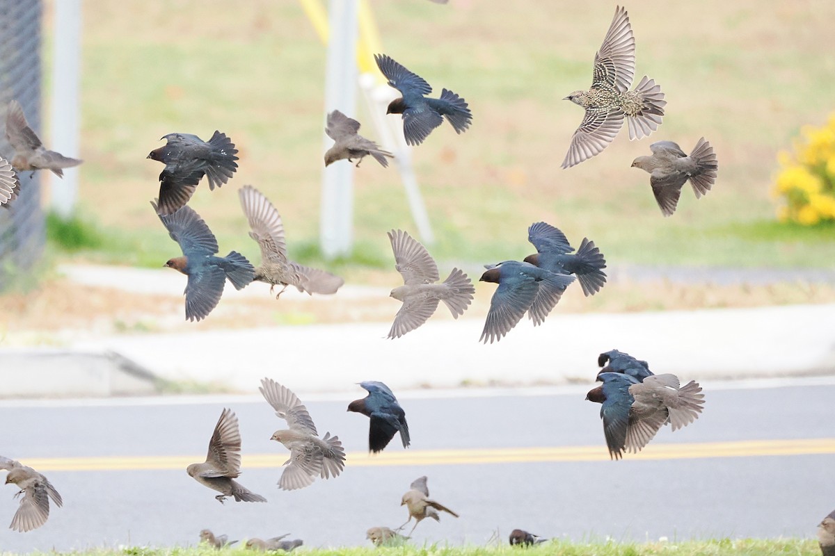 Brown-headed Cowbird - ML644728326