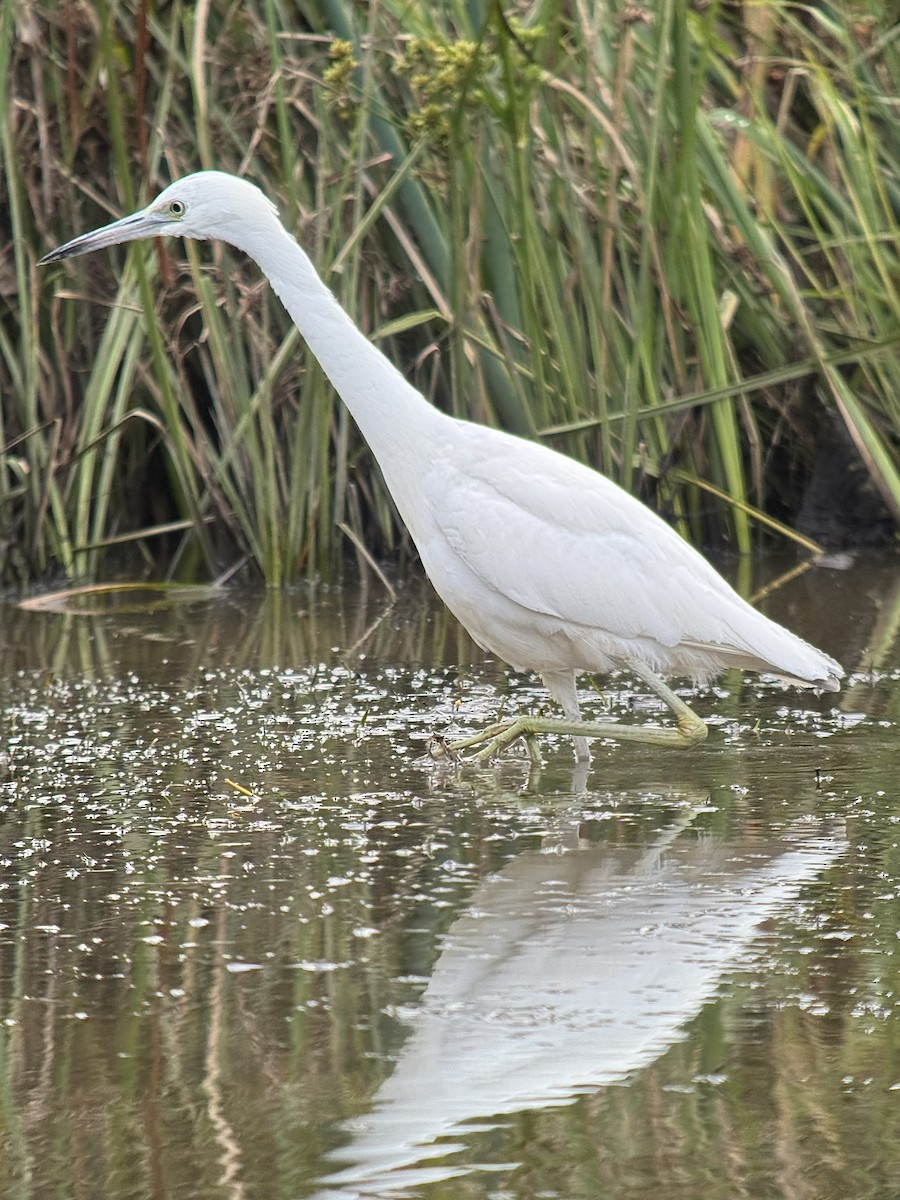 Little Blue Heron - ML644728327