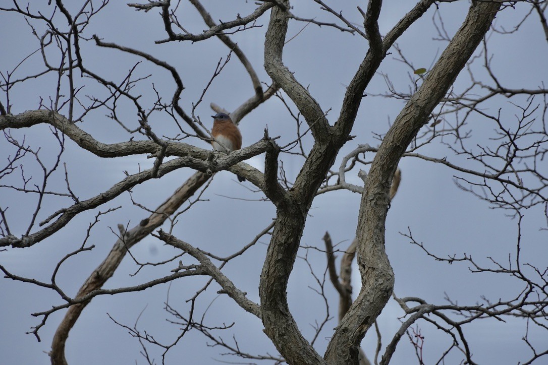 Eastern Bluebird - ML644728328
