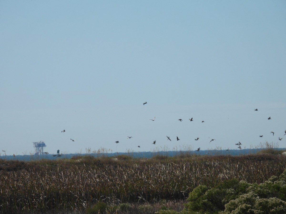 Brown Pelican - ML644728329
