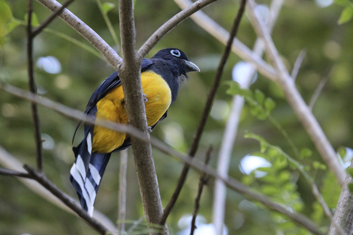 Black-headed Trogon - ML644728332