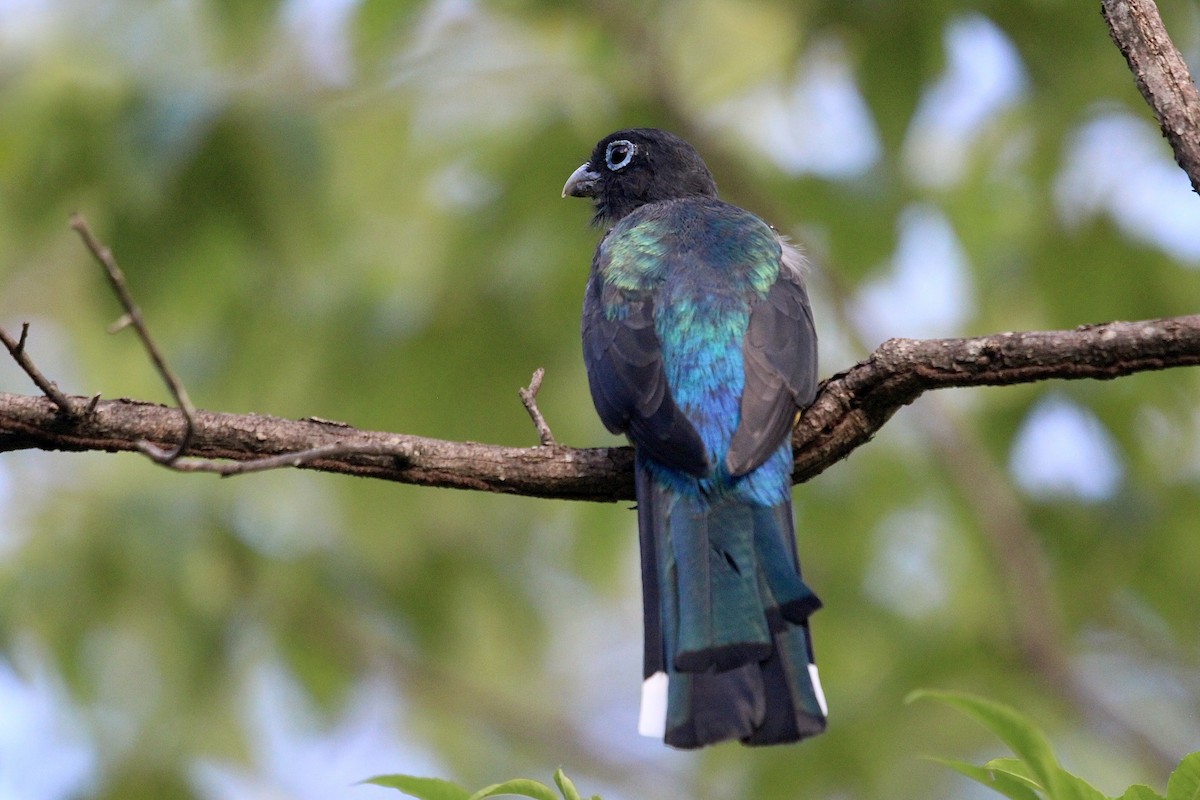 Black-headed Trogon - ML644728333