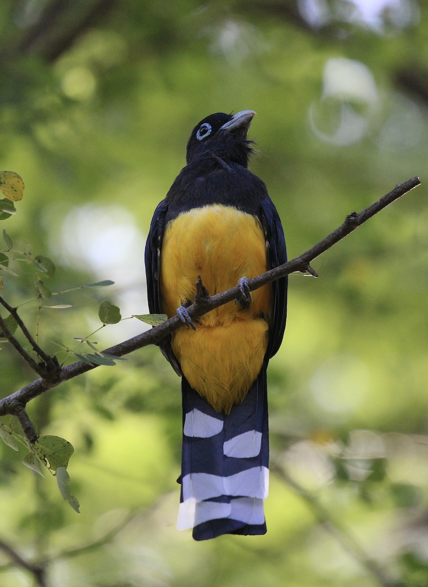 Black-headed Trogon - ML644728334